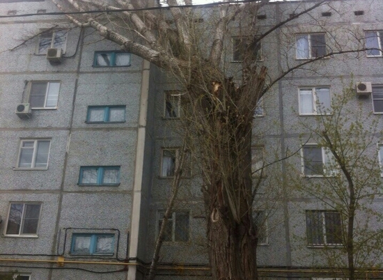 В Волгограде ураганный ветер прислонил к многоэтажке 15-метровое дерево